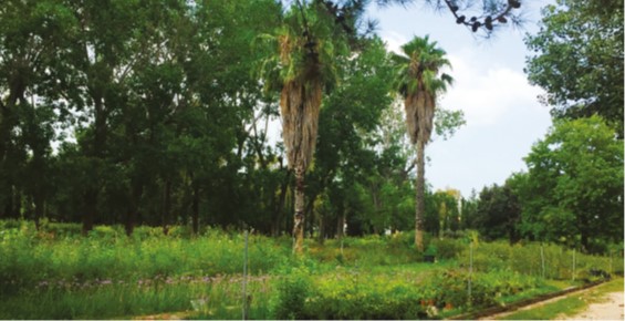 Athens Urban Tree Nursery